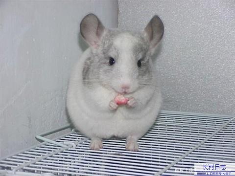 open_img('attachments/200802/0071358176.jpg')
